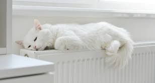 Soluciones Energéticas y Reformas, S.L. gato sobre calefacción